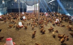 鸡苗脱温养殖技术视频怎么学？