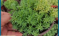 薄雪万年草品种到底有几个？