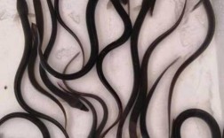 2025年鳗苗价格会涨还是跌？