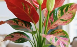 红如意皇后到底有几个品种？