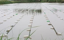 河蚌家庭养殖技术有哪些关键点？