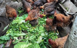 农村放养土鸡养殖技术有哪些关键要点？