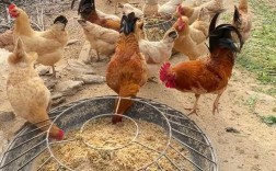 生态土鸡养殖技术视频，如何科学养殖？