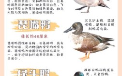 世界优质鸭肉品种排名有哪些？