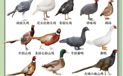 野鸡品种有哪些？附图片看特征？