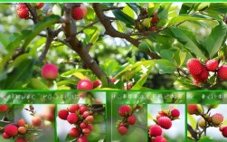 荔枝疏花技术，荔枝疏花技术要点