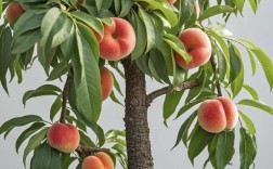 观赏桃树品种大全图片