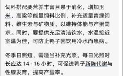 冬季肉鸭如何高效养殖？