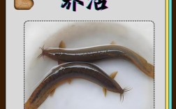 东北野生泥鳅养殖技术要点有哪些？