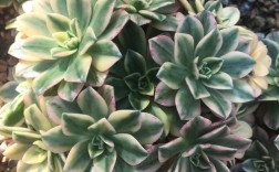 多肉法师品种怎么选？