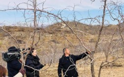 结果枣树冬季修剪技术