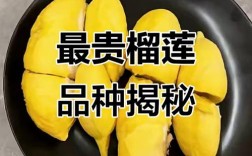 最贵的榴莲品种是哪个？
