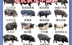 我国引进的三大猪品种有哪些？