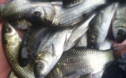 中科3号鲫鱼养殖技术有何优势？