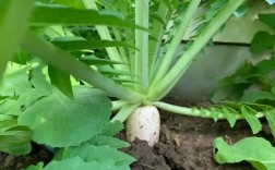 春白萝卜种植视频有哪些关键技术要点？