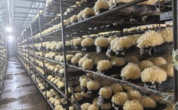 银耳种植技术CCTV传授了哪些关键技巧？