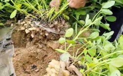 秋季花生怎么种？视频技术要点有哪些？