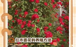 木香花怎么养才能开花多又旺？