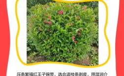 红王子锦带如何高效繁殖？