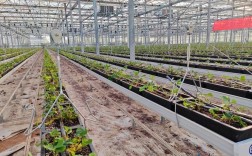 有机无土栽培视频，怎么学？