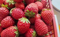 南方适合种哪些草莓品种？