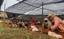 黄精种植技术视频有哪些要点？