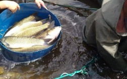 草鱼成鱼养殖技术视频，关键要点有哪些？