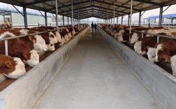 当前养啥肉牛品种最划算？