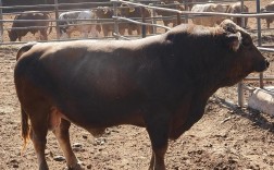 新疆哪种牛品种最优？