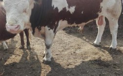 牛哪个品种长势最快？