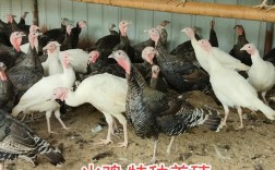 特种养殖哪个品种最有前景？