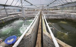 白对虾养殖哪里技术好