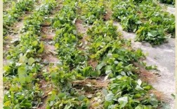 秋季种哪些中药？