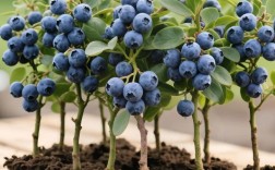 蓝莓种植技术视频哪里能下载？