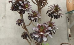 法师多肉有哪些常见品种？