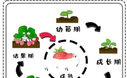 温室草莓种植技术PPT