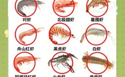 活海虾品种及图片大全