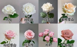常见玫瑰品种有哪些？