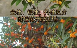 桂花品种优劣如何辨别？