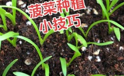 菠菜高产栽培技术有哪些关键要点？