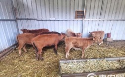 什么牛杂交长得最快？