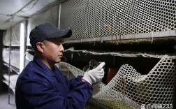 马蜂人工过冬技术图片如何操作？