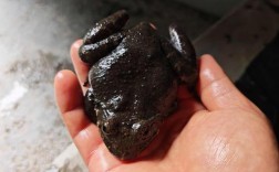 生态循环石蛙养殖技术