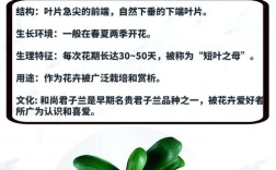 君子兰哪种品种开花量最多？