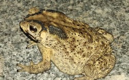 蟾蜍品种多样，全球分布范围有多广？