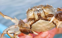 阳澄湖蟹养殖技术有哪些关键要点？