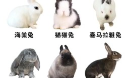 品种兔图片大全大图有哪些？