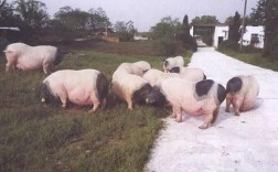 江西适合养哪些猪品种？