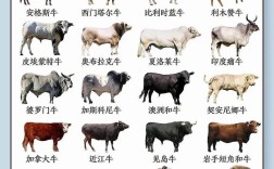 肉牛品种养殖综合排行，哪种最优？