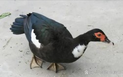 黑色小鸭子是什么品种？